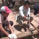 丸太を寸法に切っています