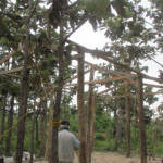 柱が完成いたしました。屋根は現地村人に任せます