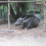 庭には水牛が寝そべっています