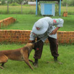 地雷探知犬